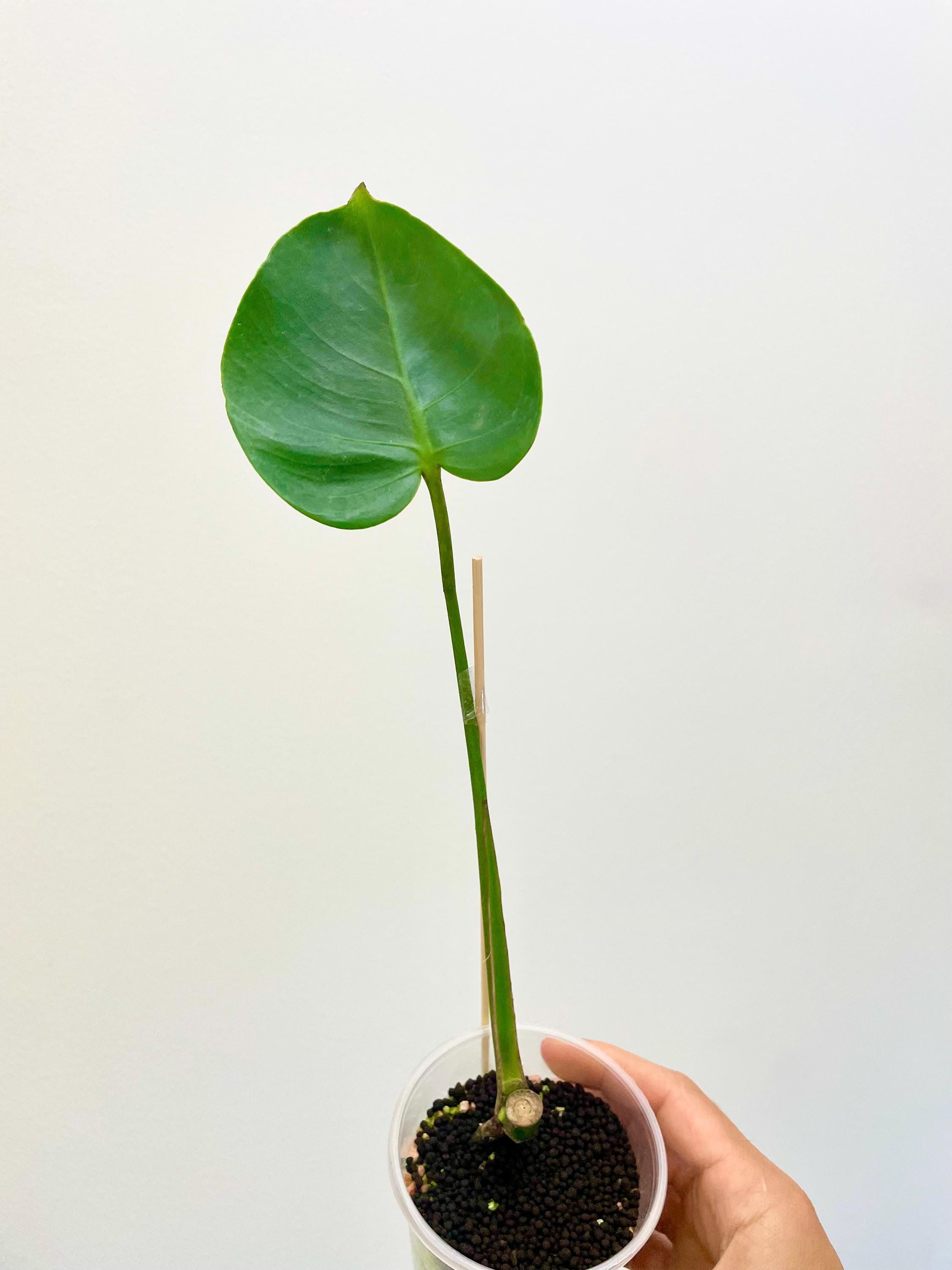 Compacta | Monstera Deliciosa 