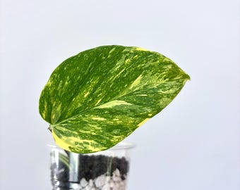 Colorado Constellation Pothos (read Description - See Options) - Etsy
