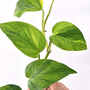 pink pothos plant Syngonium 'Pink Lava' main image 0