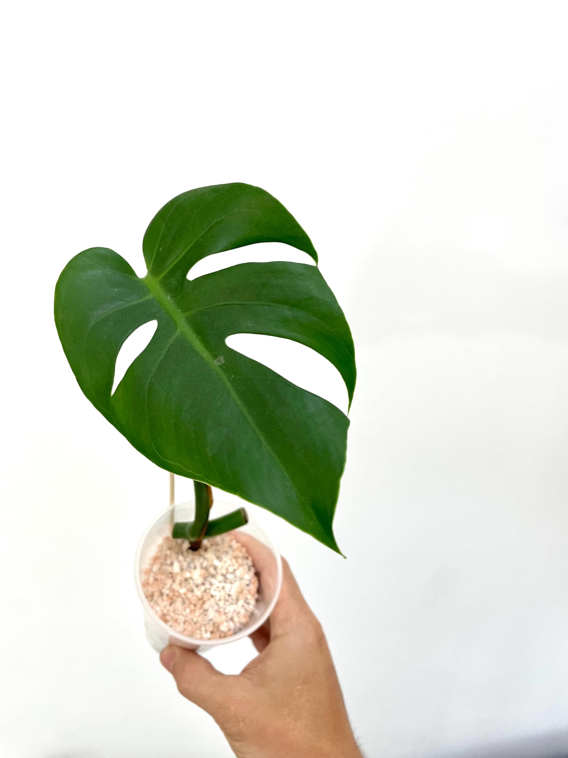 philodendron lemon lime vs neon Philodendron Neon main image 0