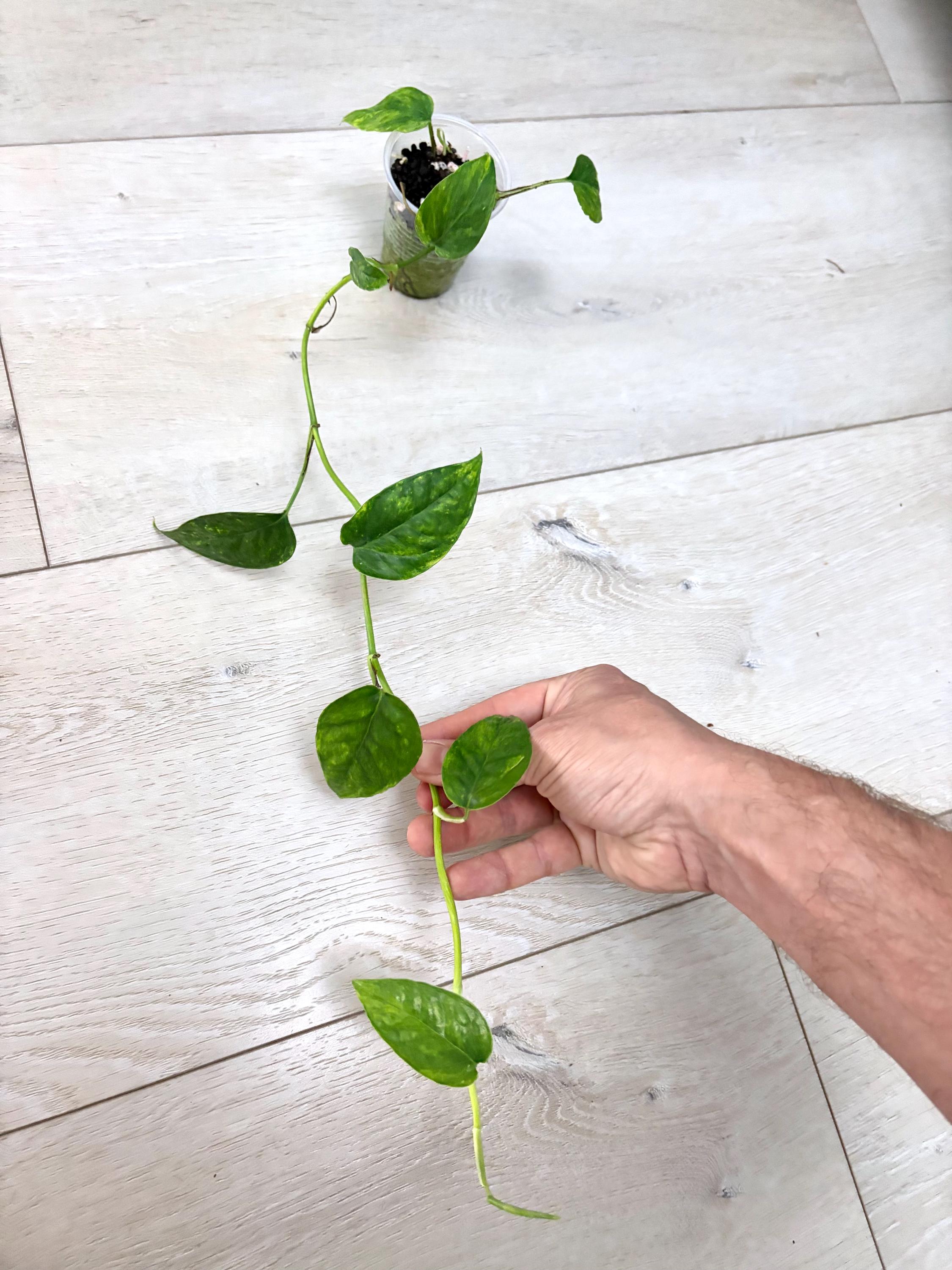 Philodendron Global Green - Etsy