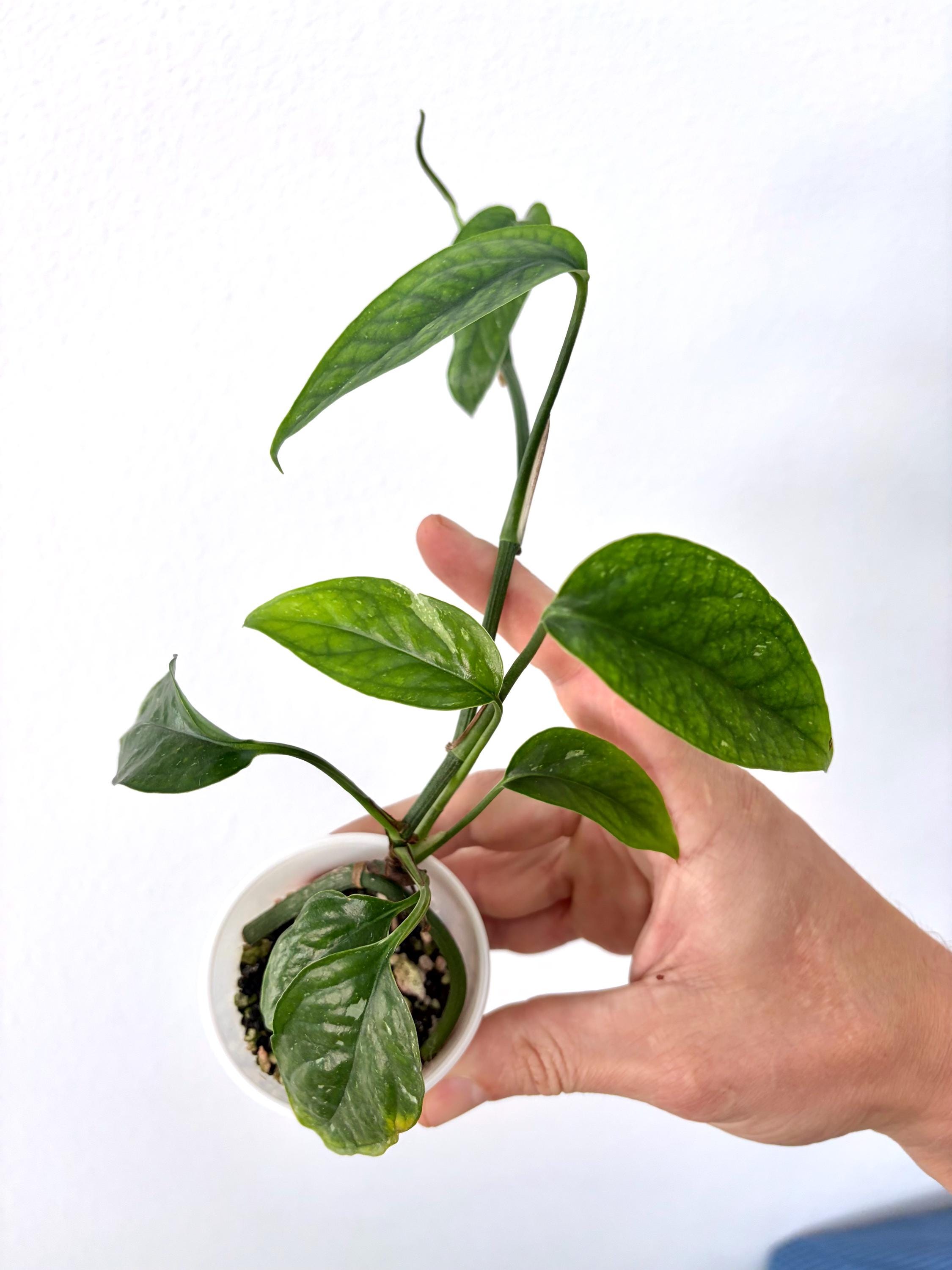 Philodendron Global Green - Etsy