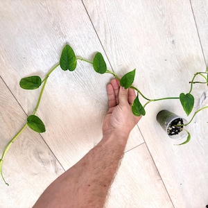 Pothos White Ghost - Etsy