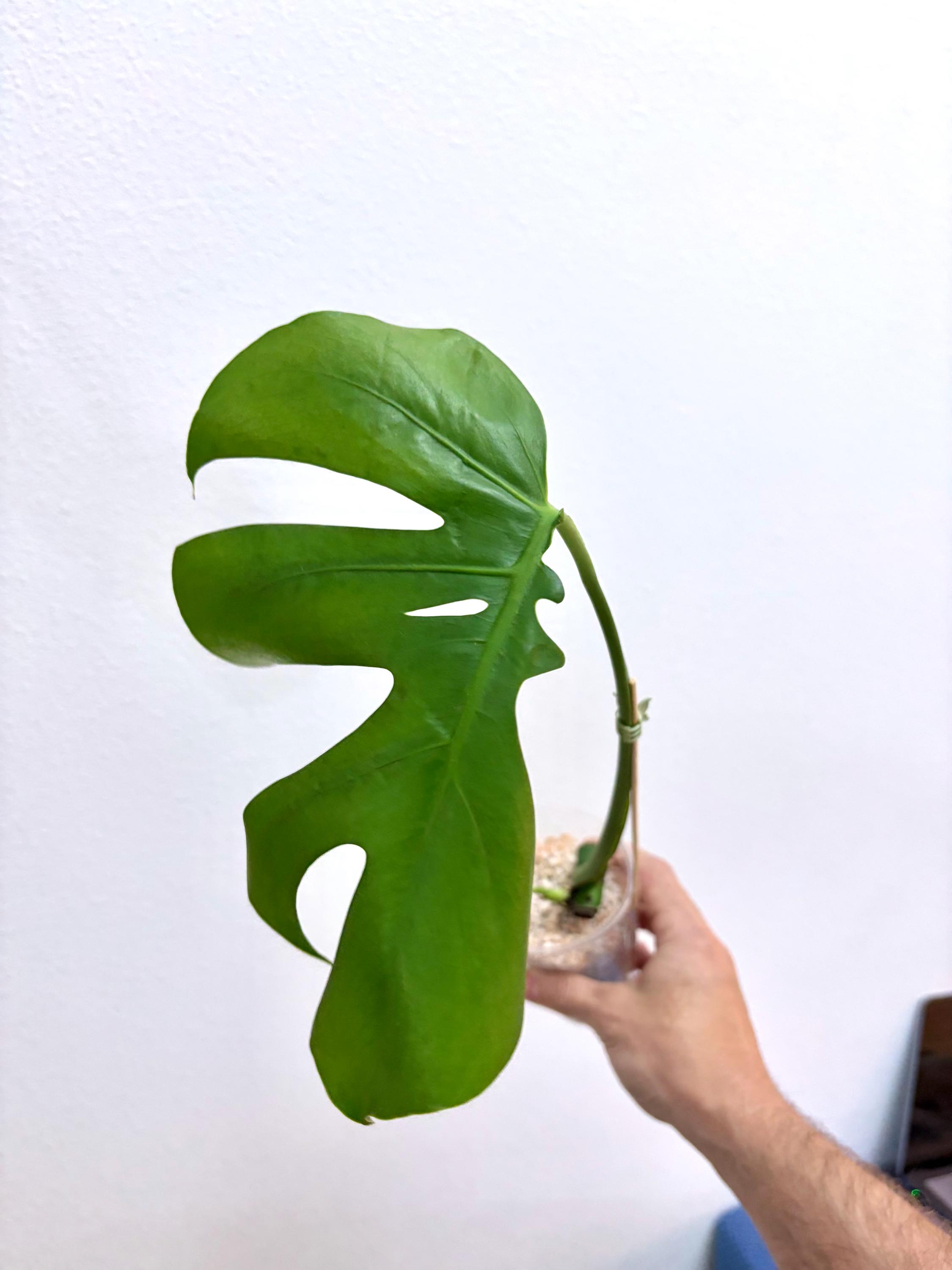 monstera 120 cm Monstera deliciosa – Adplants main image 1