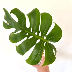 Form #6 | Monstera Deliciosa | Bangkok Plant Show Monstera Winner