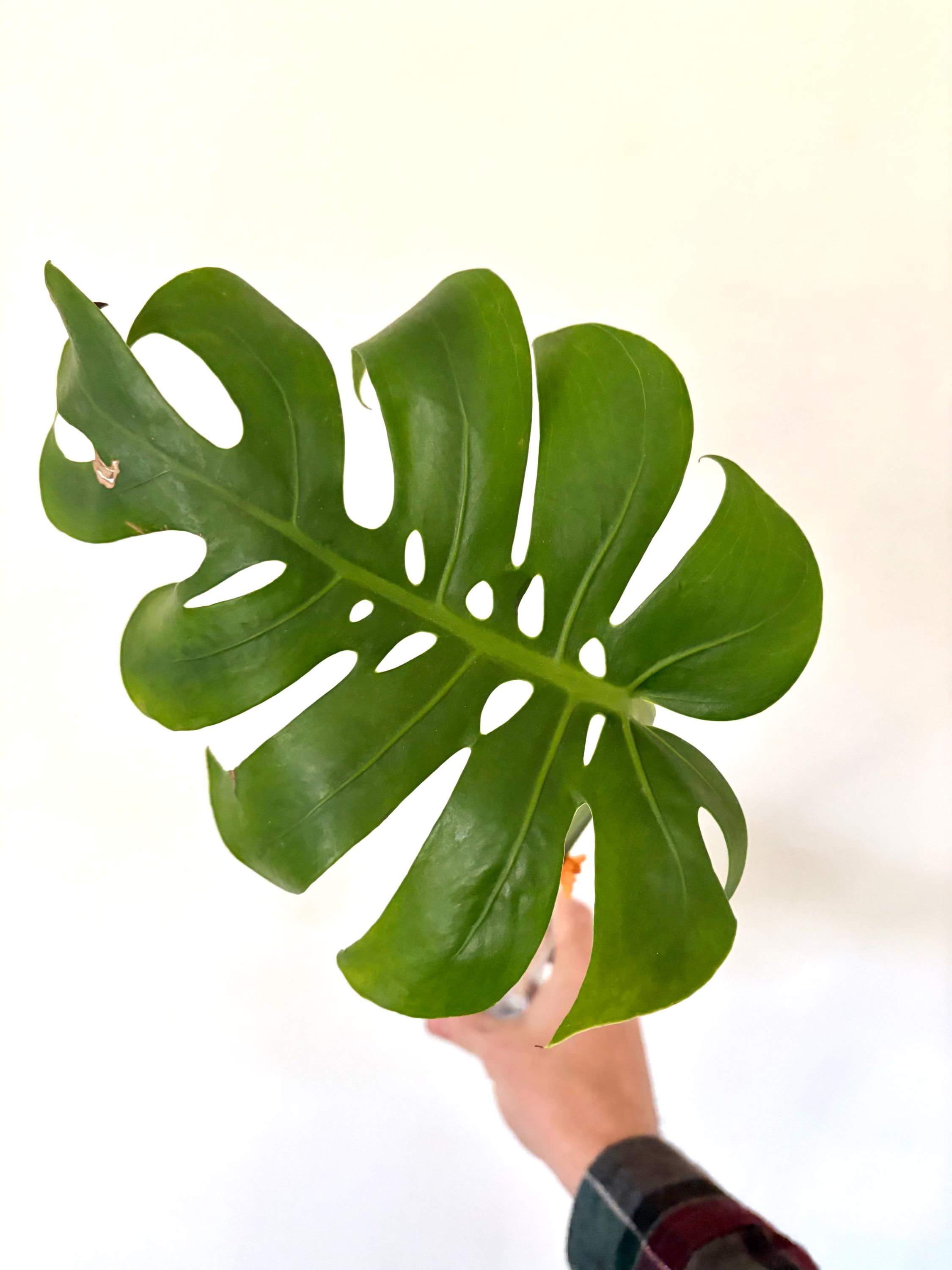 Form #6 | Monstera Deliciosa | Bangkok Plant Show Monstera Winner