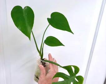 Form #6 | Monstera Deliciosa | Bangkok Plant Show Monstera Winner