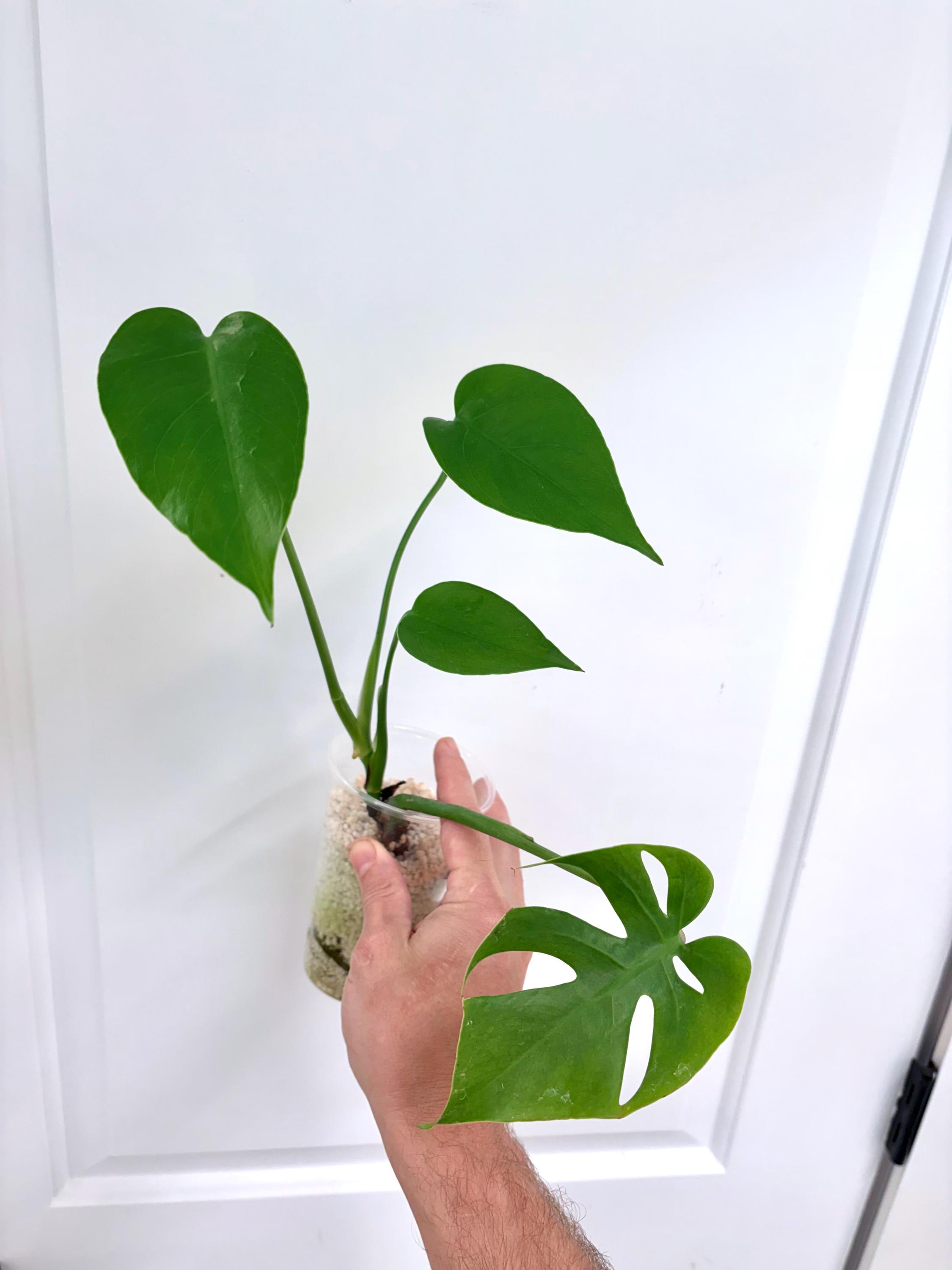 Monstera Deliciosa Compacta - Etsy