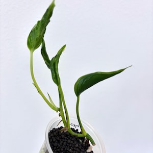 zz plant online buy ZZ Plant  Edelweiss Floral Atelier