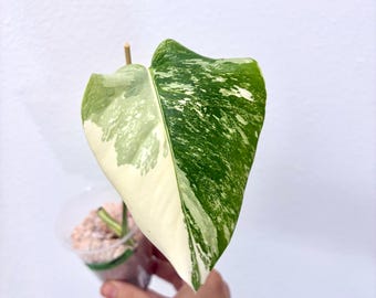 Form #6 | Monstera Deliciosa | Bangkok Plant Show Monstera Winner