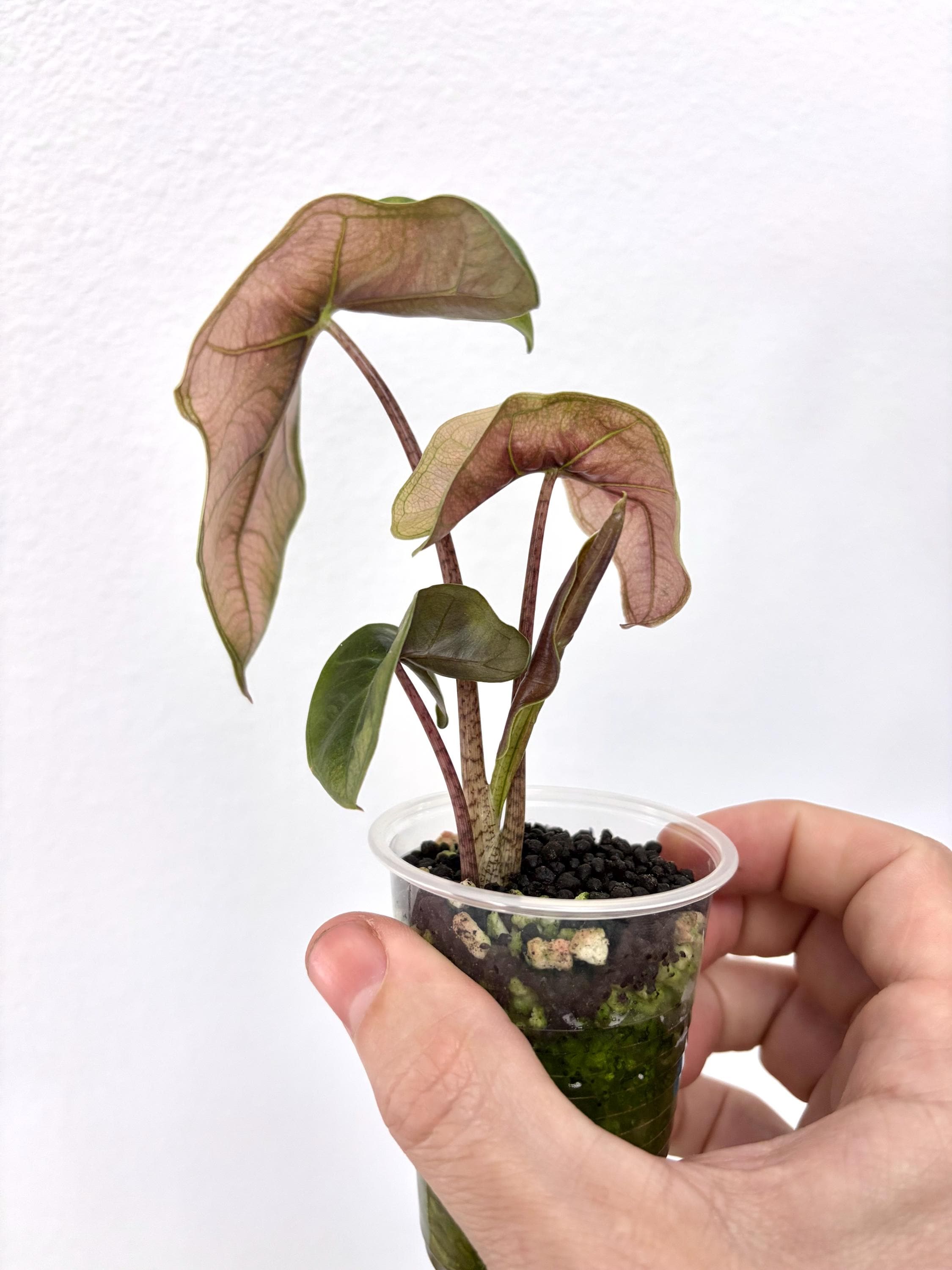 Pseudo Sanderiana Pink Mint | Corm Grown | Alocasia | USA Seller