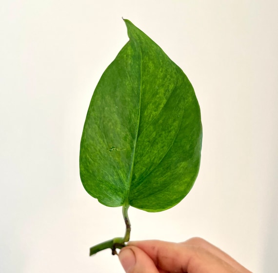 Carnival Pothos | Teruno Series #6 | Epipremnum Aureum Carnival |  Terunoworld | SLIGHT BLEMISH Mid-cut - Etsy