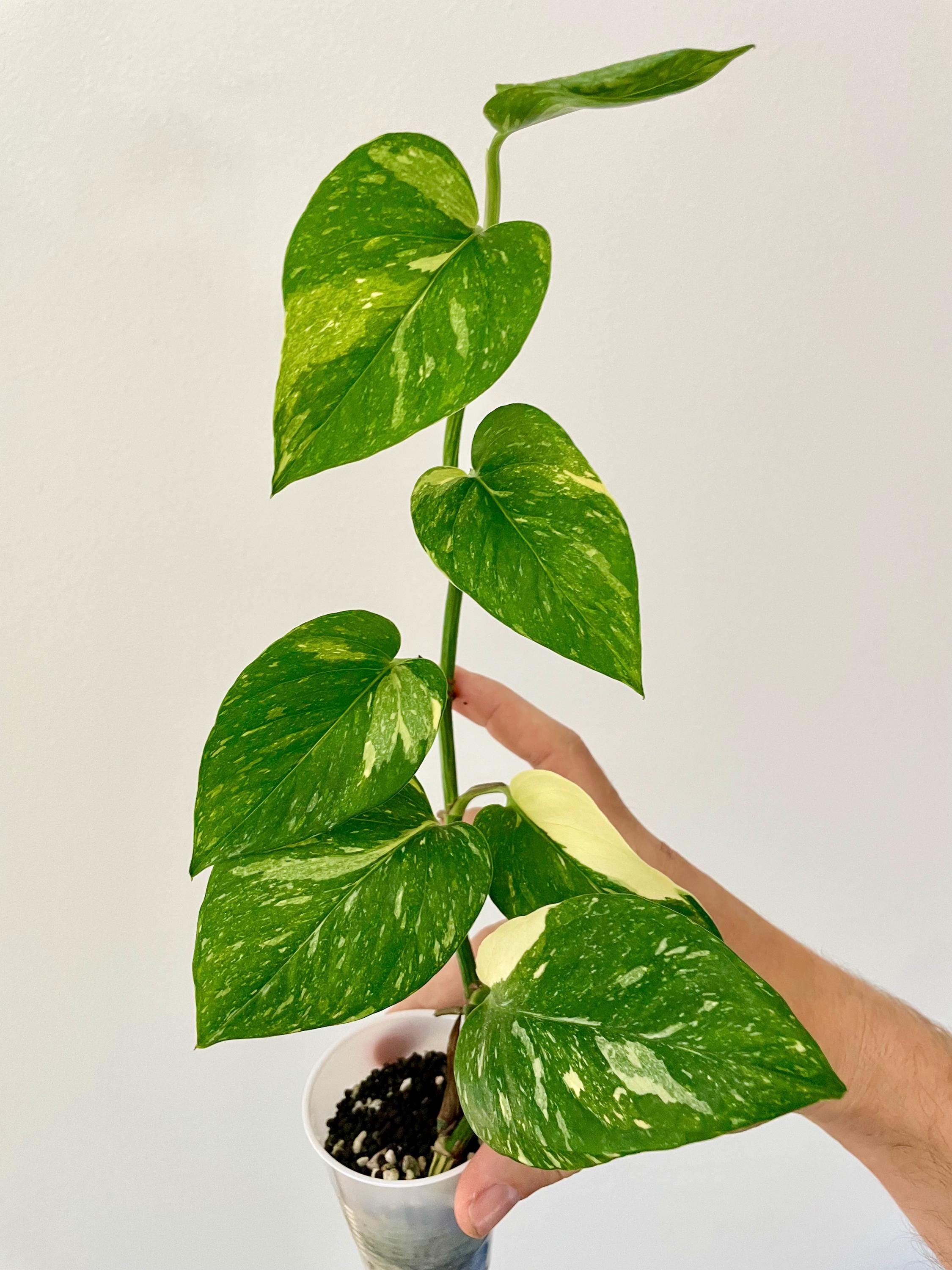 Colorado Constellation Pothos | Epipremnum aureum | Terunoworld |  USA seller