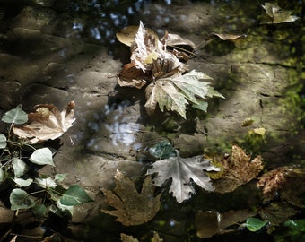 Leaves