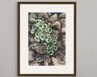 Beautiful bright green umbilicus rupestris over the stones, floral original watercolor painting, spring greenery, home decor art