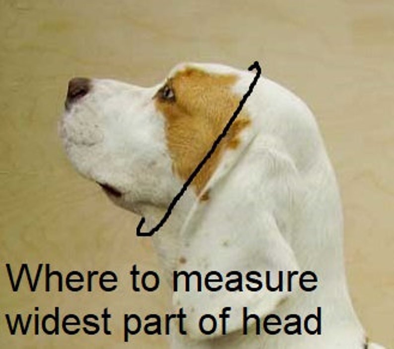 Picture of a dog, showing where to measure for a correct collar fit.