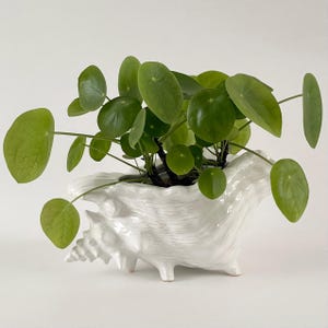 May include: A Pilea peperomioides plant with bright green, circular leaves, is planted in a white, seashell-shaped ceramic pot. The pot has a textured surface and is set against a plain white backdrop.