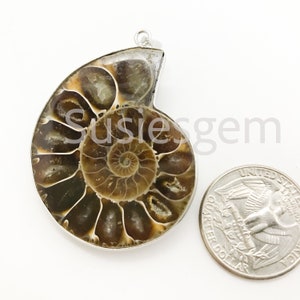 Ammonite fossil spiral, Healing Spiral Fossil pendant 35x45mm, Unisex Pendant, Spiral Shell Pendant, Silver Plated.