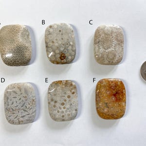 Könnte beinhalten: Sechs rechteckige, polierte Fossilkorallen-Cabochons, beschriftet von A bis F, mit verschiedenen beigen, grauen und orangefarbenen Mustern. Eine US-Vierteldollarmünze liegt rechts daneben und dient als Größenvergleich für diese glatten Steine.
