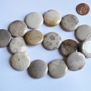 Natural coral fossil coin beads 25mm, Petrified Fossil Coral beads, Natural gemstone. Focal beads.