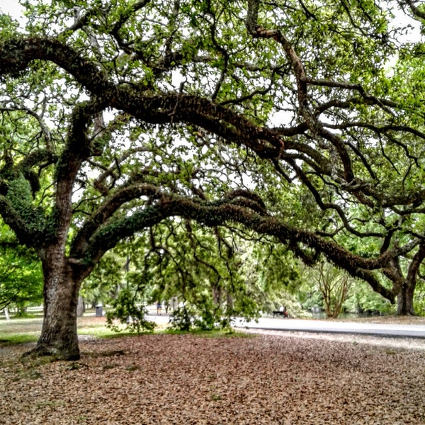 Spring Oak