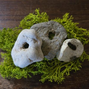 May include: Three gray stones with holes, resting on a bed of bright green moss. The stones vary in size and shape, with a natural, weathered appearance. The moss adds a vibrant contrast against the dark wood background.