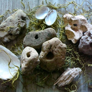 MYSTERY Hag Stone, met de hand gegraven kreekfossielen ~ waterenergie ~ Fairy Stone, Witch's Stone ~ curiosa, eigenaardigheden, natuurhistorie, uniek cadeau