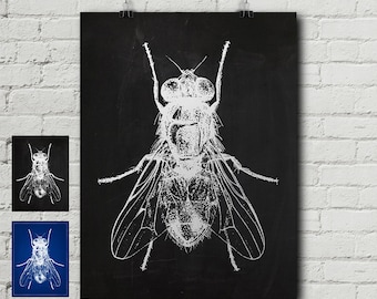 May include: A black and white illustration of a fly on a black background. The fly is drawn in a detailed, realistic style, with its wings, legs, and body clearly visible.