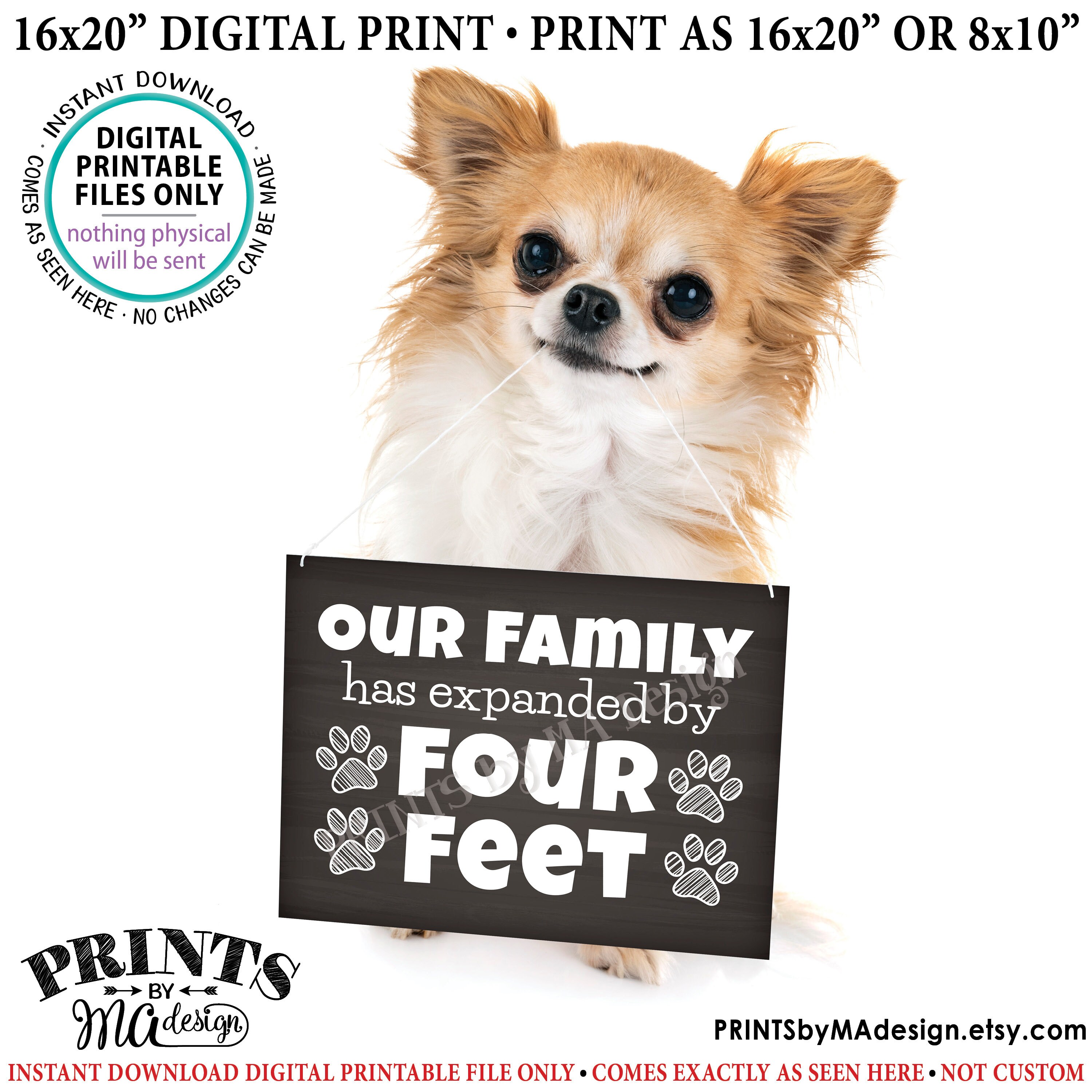 Why Do Dogs Only Have Four Toes