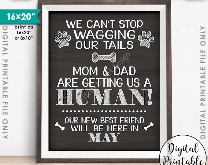 Dogs Pregnancy Announcement, Dog Best Friend, Mom & Dad are Getting Us a Human in MAY Dated Chalkboard Style PRINTABLE Baby Reveal Sign <ID>