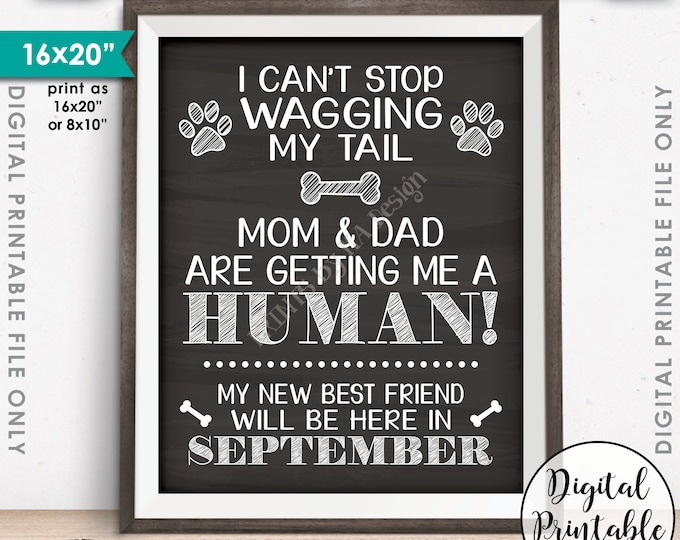 Dog Pregnancy Announcement Sign, Mom & Dad are Getting Me a Human in SEPTEMBER Dated Chalkboard Style PRINTABLE Baby Reveal Sign <ID>