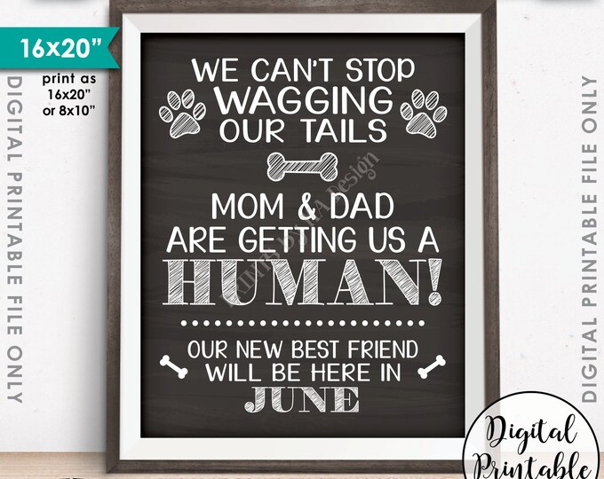Dogs Pregnancy Announcement Sign, Mom & Dad are Getting Us a Human Baby Due in JUNE Dated Chalkboard Style PRINTABLE Baby Reveal Sign <ID>