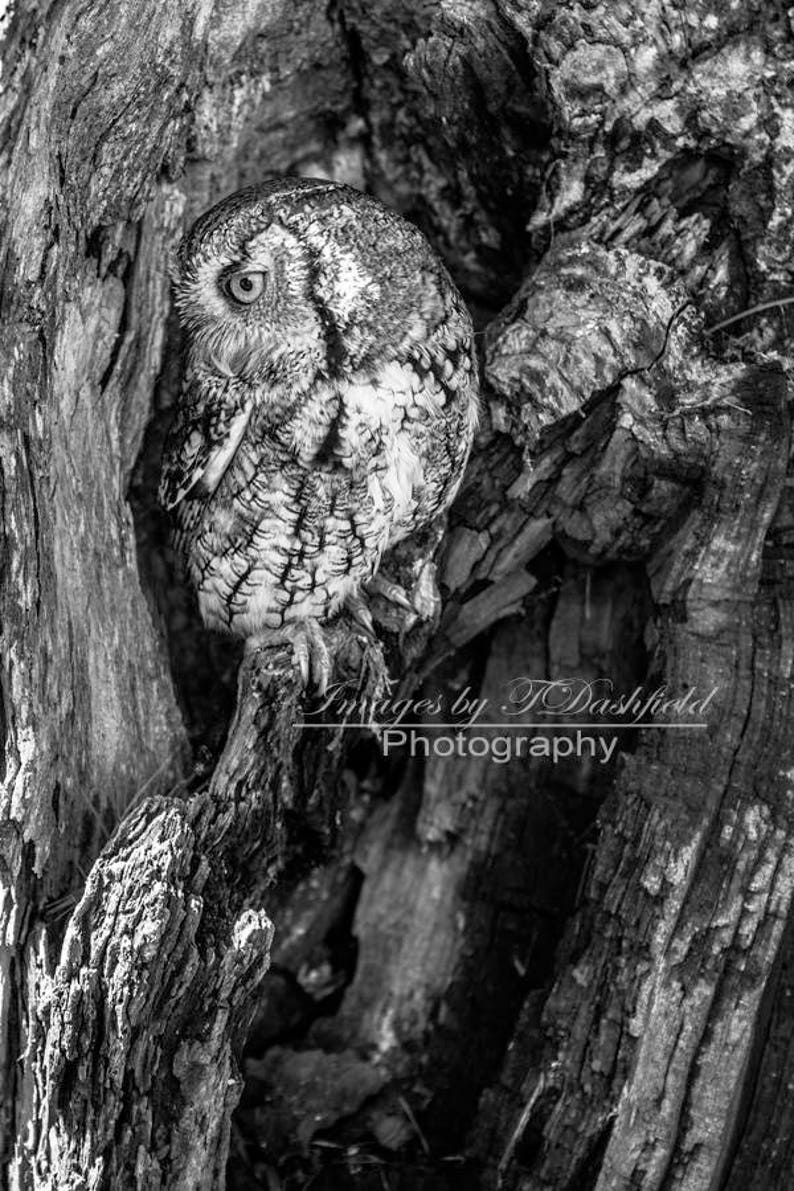 Screech Owl Black And White Photo Nature Photography Fine Art Print Fine Art Photography