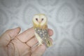 Owl miniature, needle felted owl looking back, bird dollhouse miniature owl, collectible owl lover gift, OOAK, owl with bowed head,  m product logo