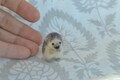Hedgehog miniature, dollhouse collectible micro hedgehog,hand made needle felted animal, ooak product logo