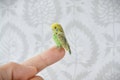 Parrot felted miniature, tiny felted green budgerigar,  needle felted bird miniature product logo