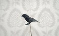 Black Crow Miniature, Felted mini bird, collectible dollhouse raven, micro birds OOAK Handmade product logo