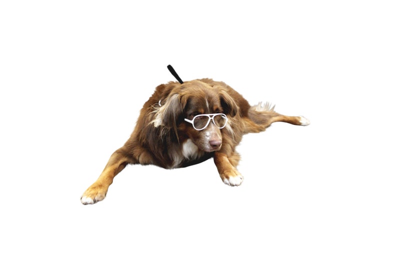 Daily wear Costume Photo shoot G008 Dog Clear lens Aviator turbo Glasses retro hipster sunglasses Medium to Large Dogs 20lbs /& Over