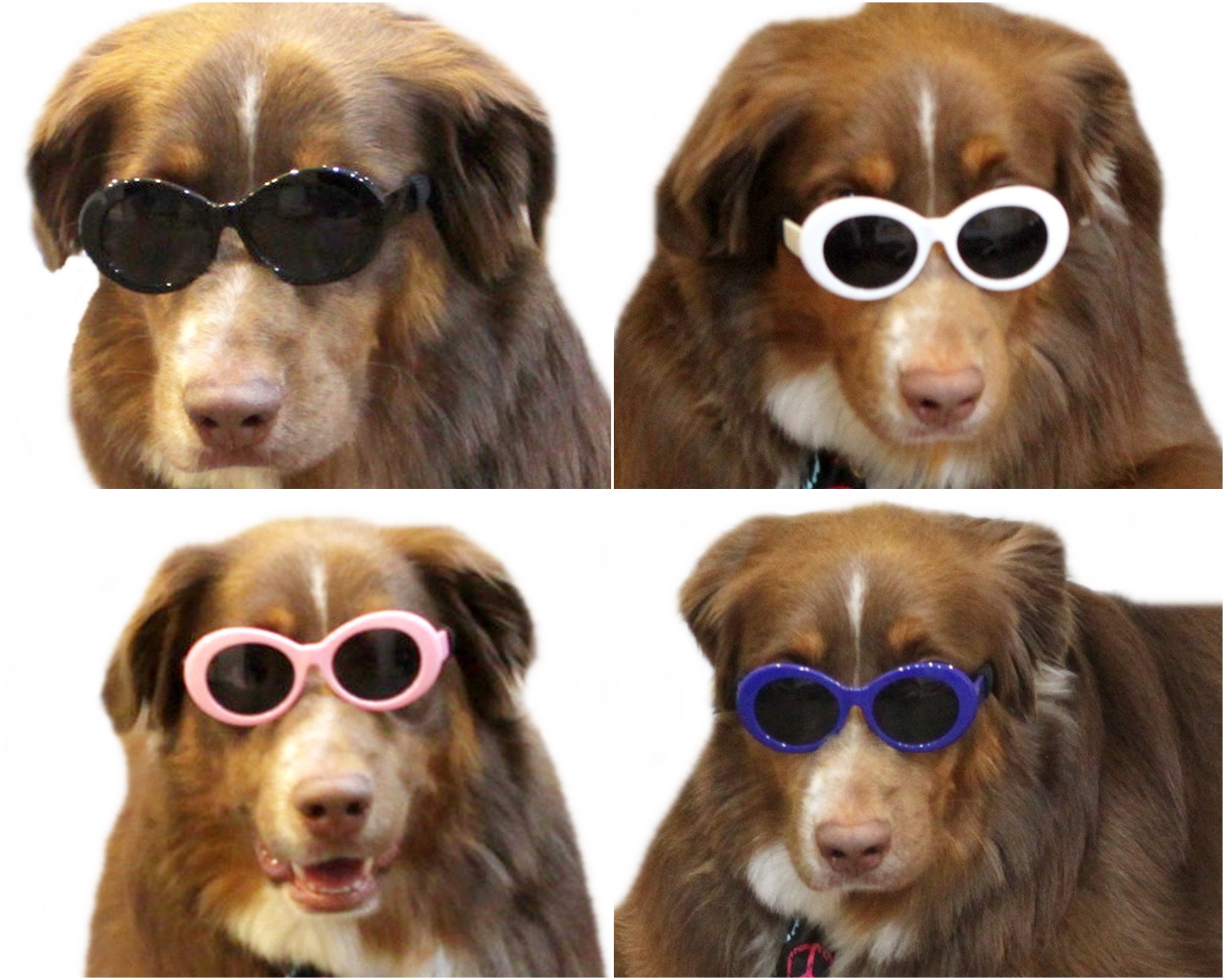 dog clout goggles