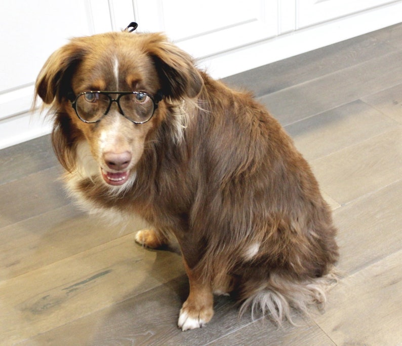 Daily wear Costume Photo shoot G008 Dog Clear lens Aviator turbo Glasses retro hipster sunglasses Medium to Large Dogs 20lbs /& Over