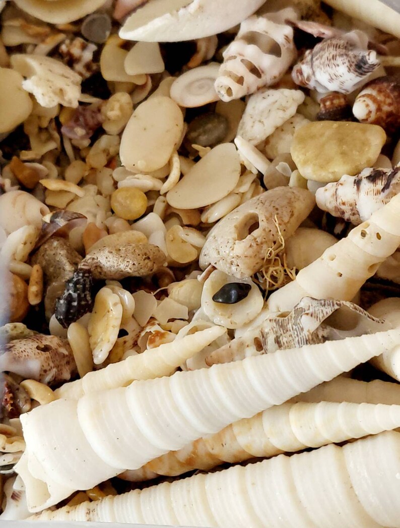 Seashell Confetti Seashell Mix Confetti Scoop Mystical Fossil Shell ...
