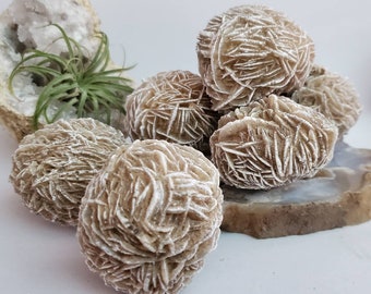 Peut inclure: Plusieurs formations de cristaux de sélénite en forme de rose du désert. Ces amas naturels et sphériques présentent une couleur brun sable avec des textures complexes et stratifiées. Les cristaux sont exposés sur une surface blanche.