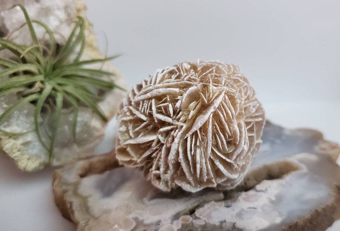 Desert Rose Raw Stone Desert Rose Selenite Specimen Mineral Etsy