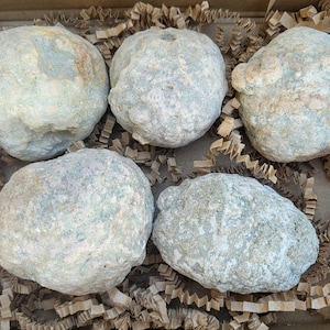 Op de afbeelding: Vijf ronde, ruw getextureerde geodestenen met een bleekgrijs, groen en bruin gevlekt oppervlak. De stenen zijn gerangschikt in een doos gevuld met bruin versnipperd papier, wat hun natuurlijke, onregelmatige en hobbelige buitenkant benadrukt.