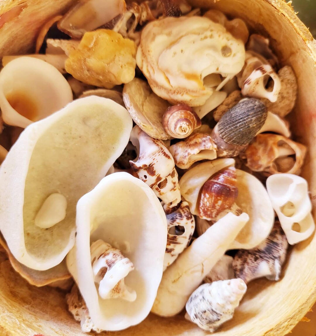 Seashell Confetti Seashell Mix Confetti Scoop Mystical Fossil Shell ...