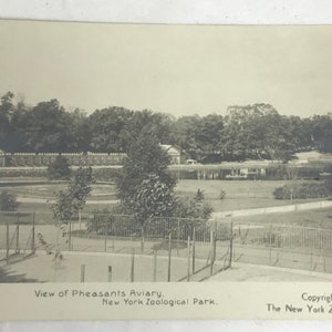 C 1906 Pheasants Aviary New York Zoological Park Zoo RPPC NY Series C
