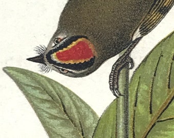 Warren Birds of Pennsylvania 1890 2nd Chromolithograph &quot;Golden-crested Kinglet&quot;