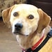 Margie Henson