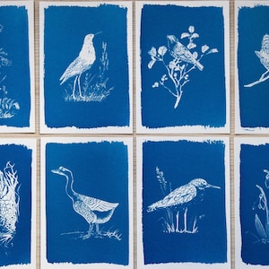 Op de afbeelding: Set van acht blauwe kaarten met witte inkt illustraties van vogels, bloemen en planten. De kaarten zijn allemaal even groot en hebben een ruw, getextureerd oppervlak.