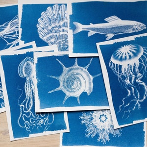 Pochoirs cyanotype, kit cyanotype juste des pochoirs, travaux de bricolage, impression cyanotype, kit de création, pochoirs d'animaux marins image 1